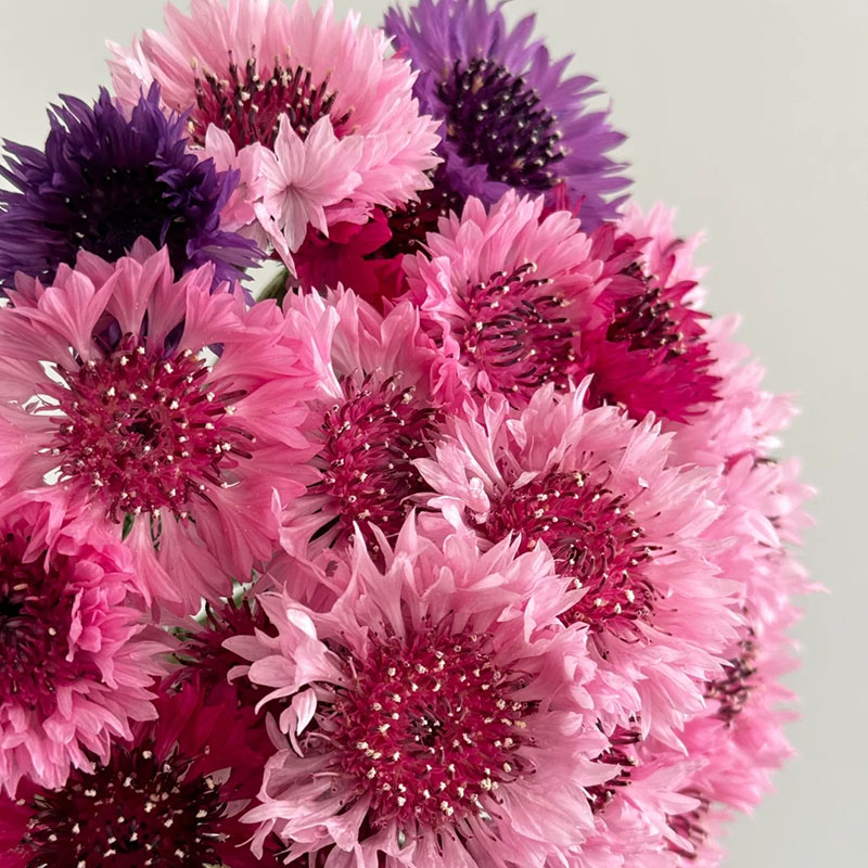 Cornflower / Bachelor Button Seeds