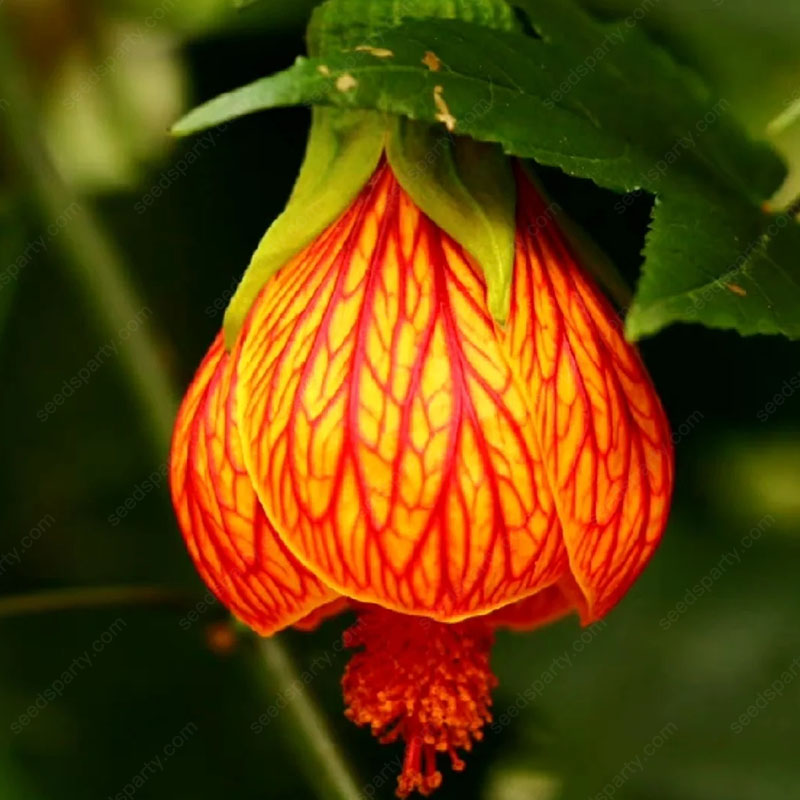 🌈New product launch🦄Abutilon pictum seeds✨Flowers bloom upside down