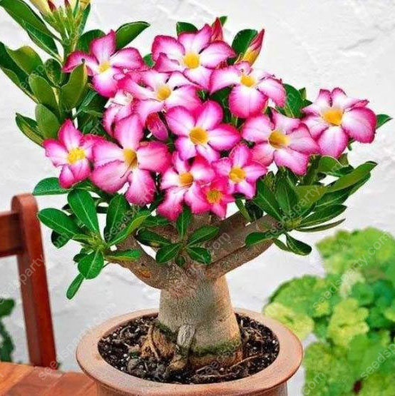 💐Desert Rose Seeds💖Various Colors🌱Long Flowering Period 