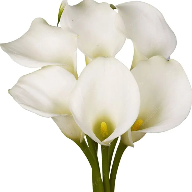 🚀Extremely discounts🌱Calla Bulb🧲Horseshoe-shaped flowers