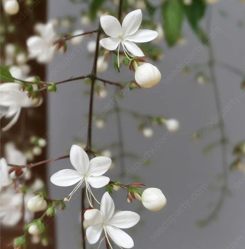 47%OFF🌱Trailing Jasmine Flowers Seeds