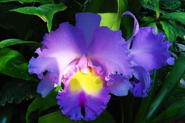 Orchids Cattleya Flower Seeds Rare 9 Kinds Home Plant Perennial Bonsai-chloriseeds