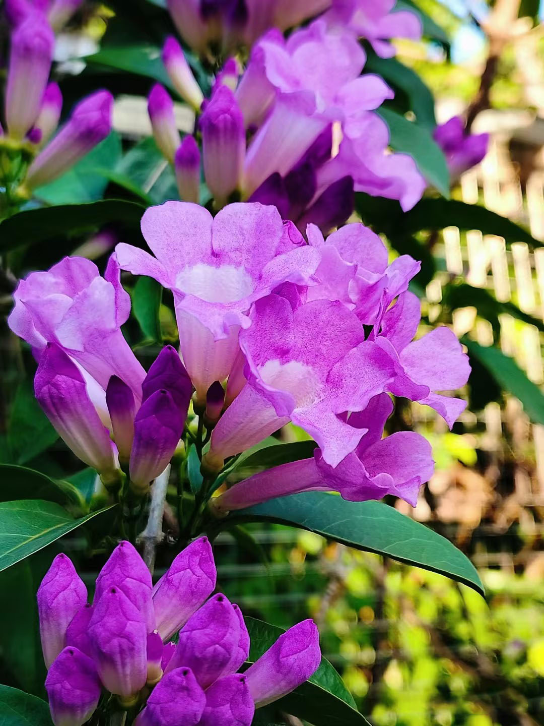 Purple Bell Vine