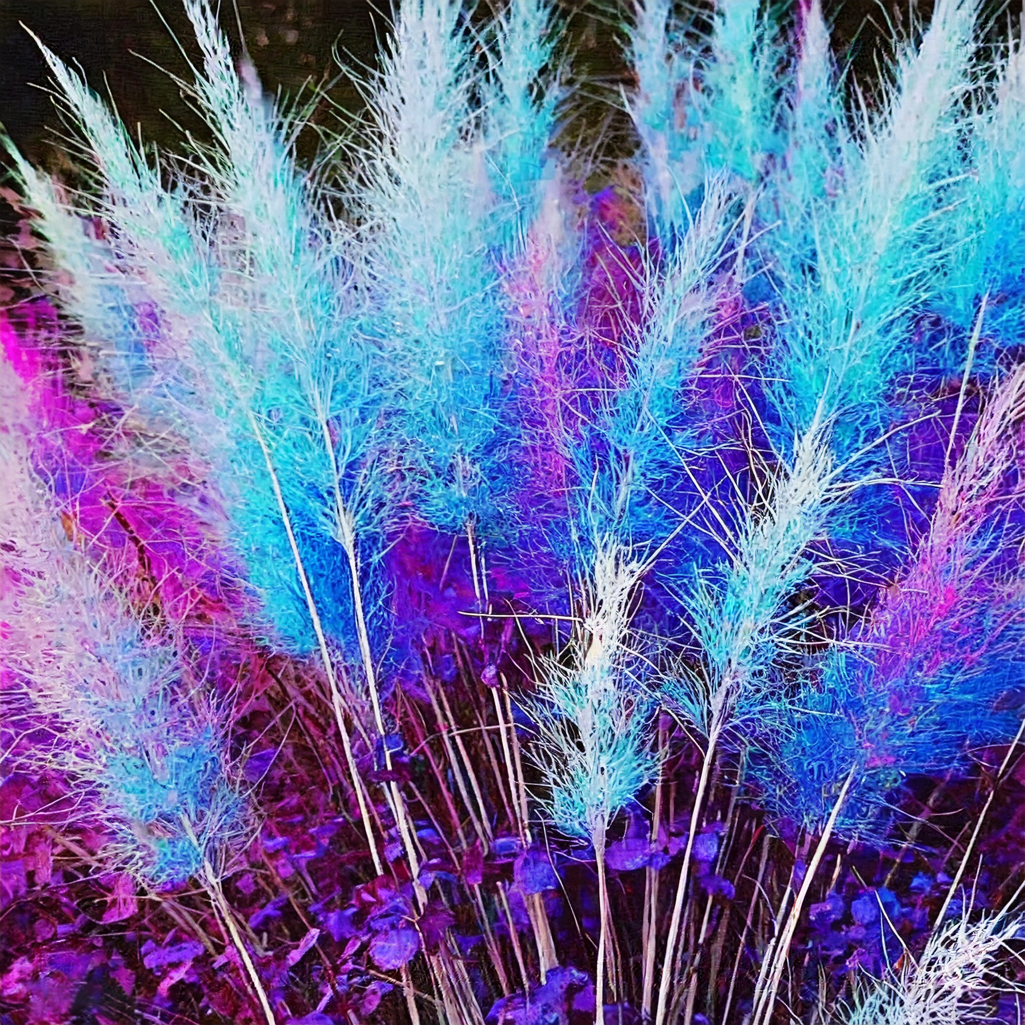 Rainbow Pampas Grass Bonsai Are Very Beautiful Garden Plants Seeds