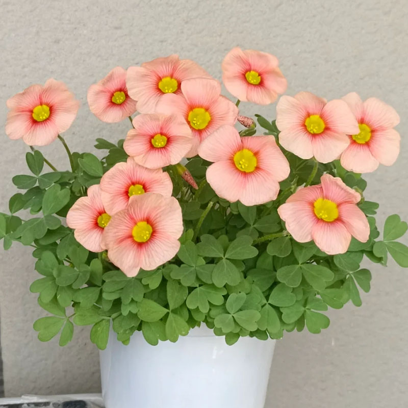 Rare Oxalis Glabra 100 Seeds