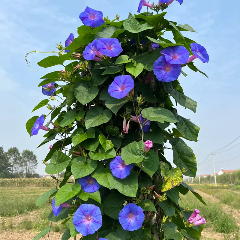 🔥Hot Selling🪴 Morning Glory Climbing Plants - 200 Seeds💥37%OFF