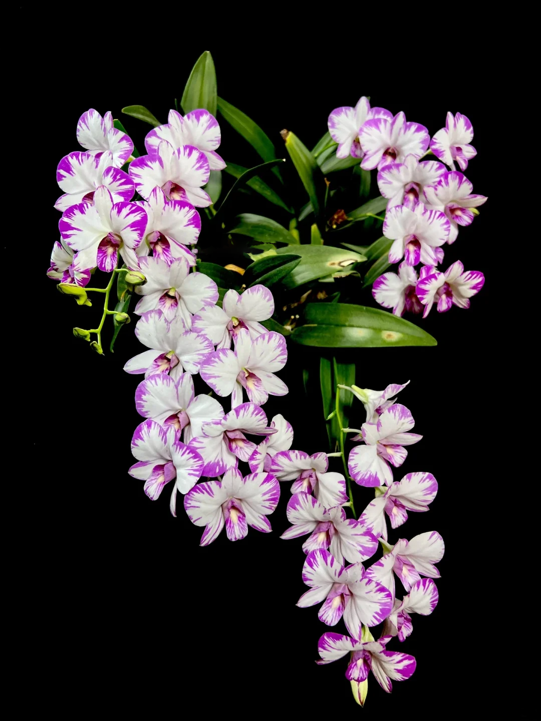 Rare Dendrobium Orchid Seeds-chloriseeds