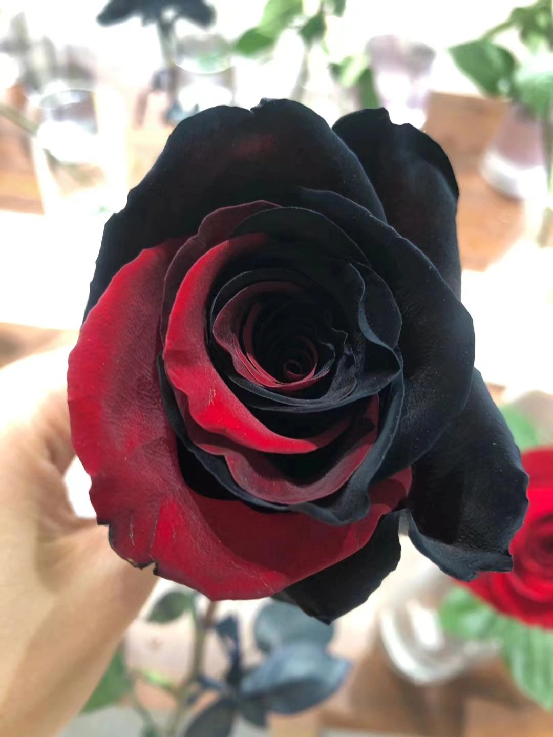 Carmen Rose - Twin Red Black Rose Seeds-chloriseeds