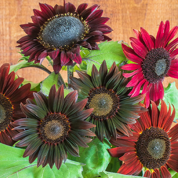 Chocolate Cherry Sunflower-chloriseeds