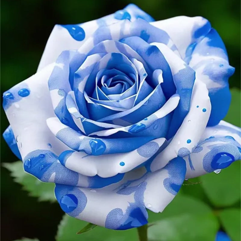 💙BLUE ENCHANTRESS ROSE SEEDS🌹50% OFF🔥