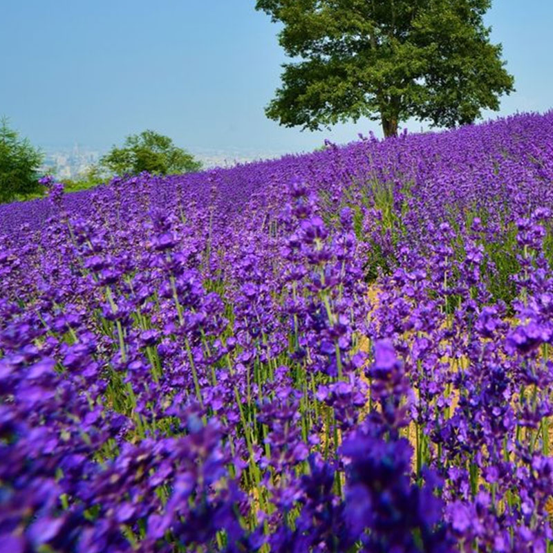 Lavender Herb Seeds - Perennial