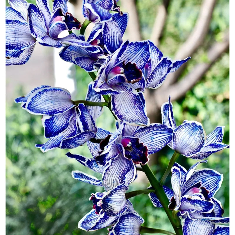 Cymbidium Orchid Seeds, Rare Cymbidium Seeds