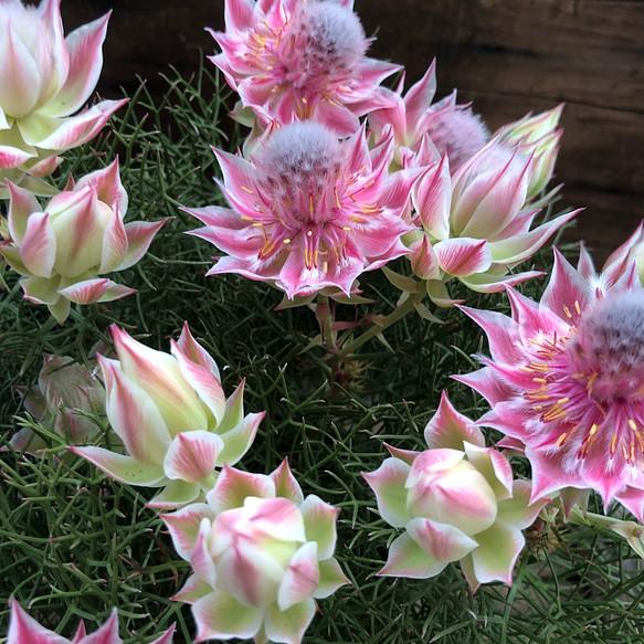 🌸Blushing Bride: A Reflection of Elegance and Romance-chloriseeds