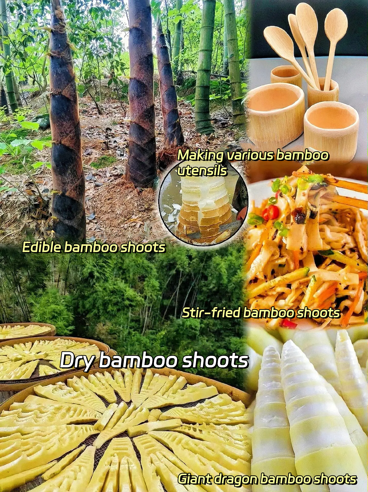 🎋[Rare Species] Giant Bamboo Seeds