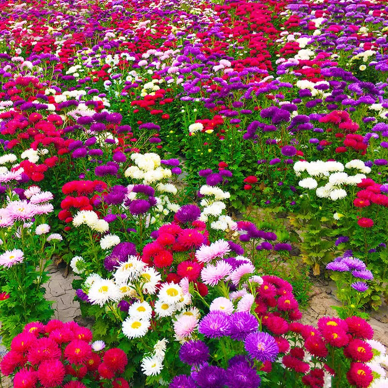 Perennial Mixed Color Candy Chrysanthemum Seeds