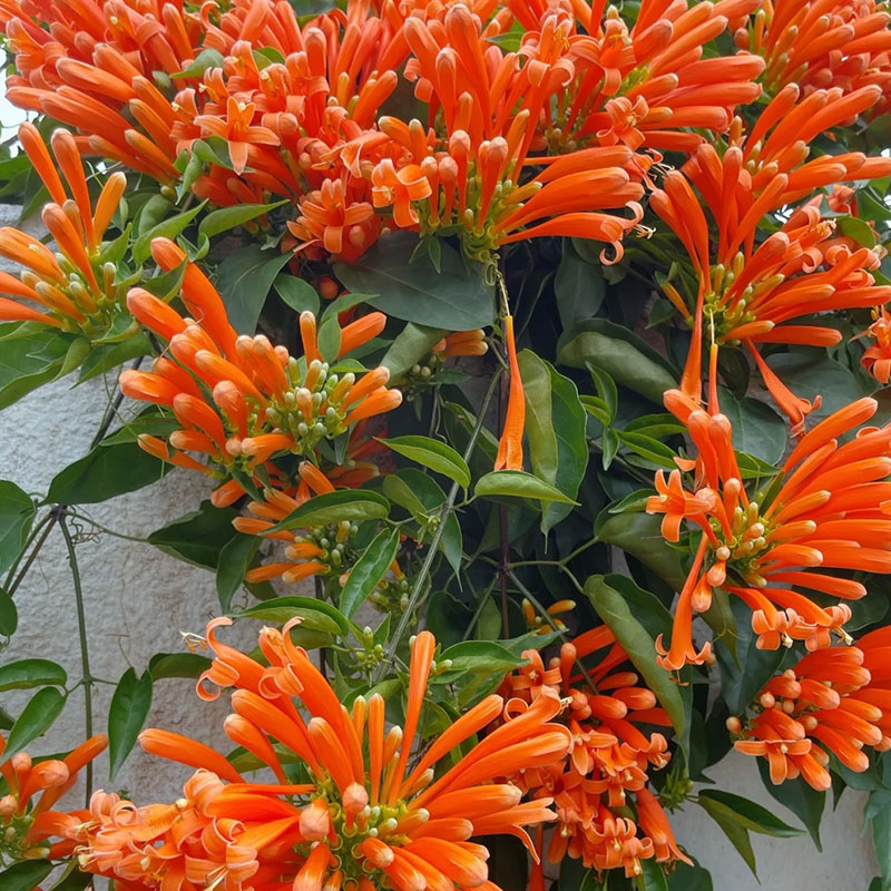 Pyrostegia venusta orange flame vine, beautiful climbing plant