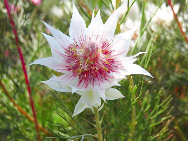 🌸Blushing Bride: A Reflection of Elegance and Romance-chloriseeds