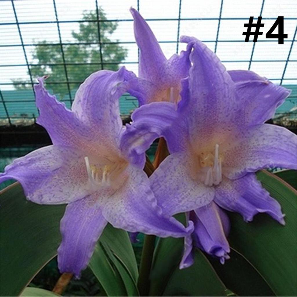 50pcs Hippeastrum Rutilum Seeds Bonsai Home Garden Balcony Plants-chloriseeds