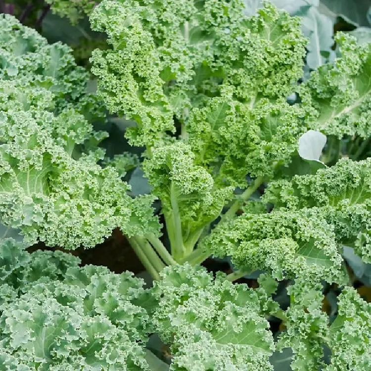 Kale Seeds