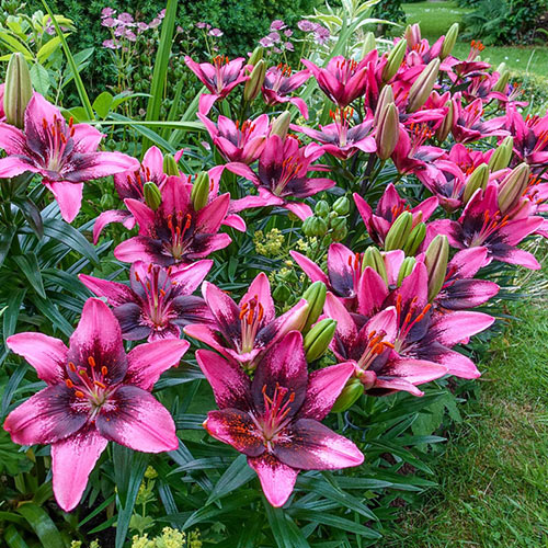 Lily Bulbs