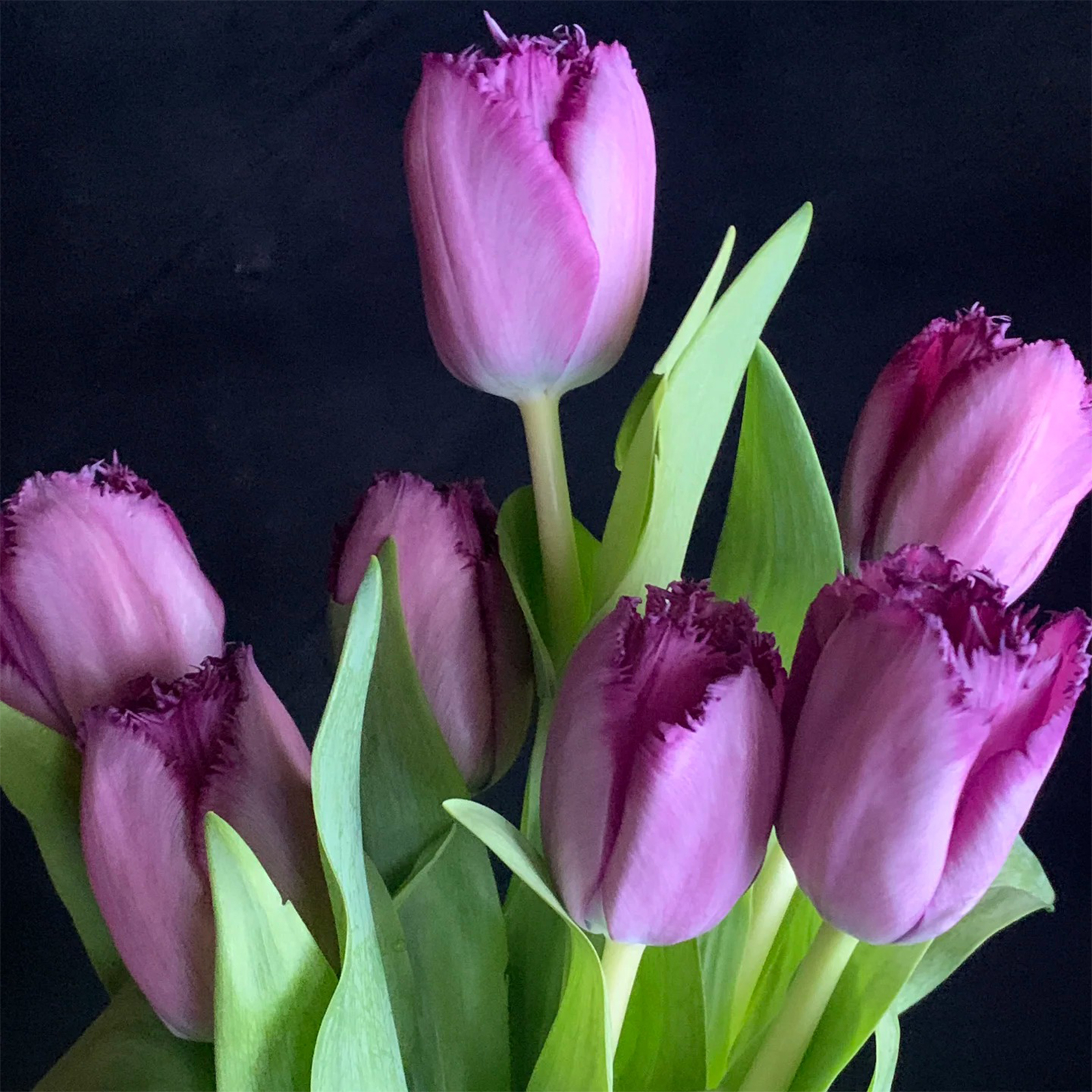 2024NEW🌷Frill Tulip seeds