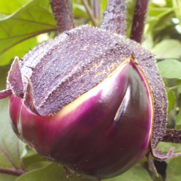 Barbarella Purple Eggplant Vegetable Seeds-chloriseeds