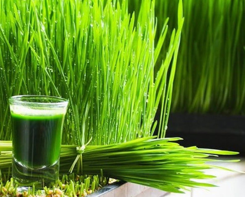 Wheatgrass Cat Grass Seeds Non-Gmo Heirloom Seeds Wheatgrass Seeds