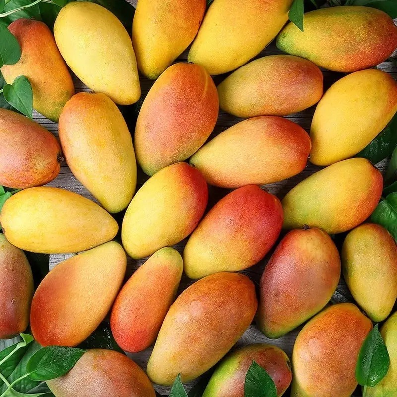 Guifei Honey Mangoes