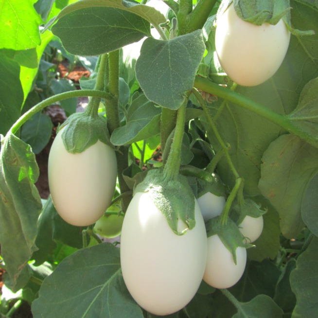 White Egg Aubergine