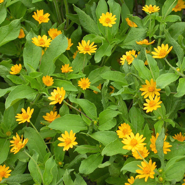Melampodium Butter Daisy Flower Seeds-chloriseeds