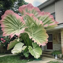 🎉Rare🌿Giant Caladium Seeds