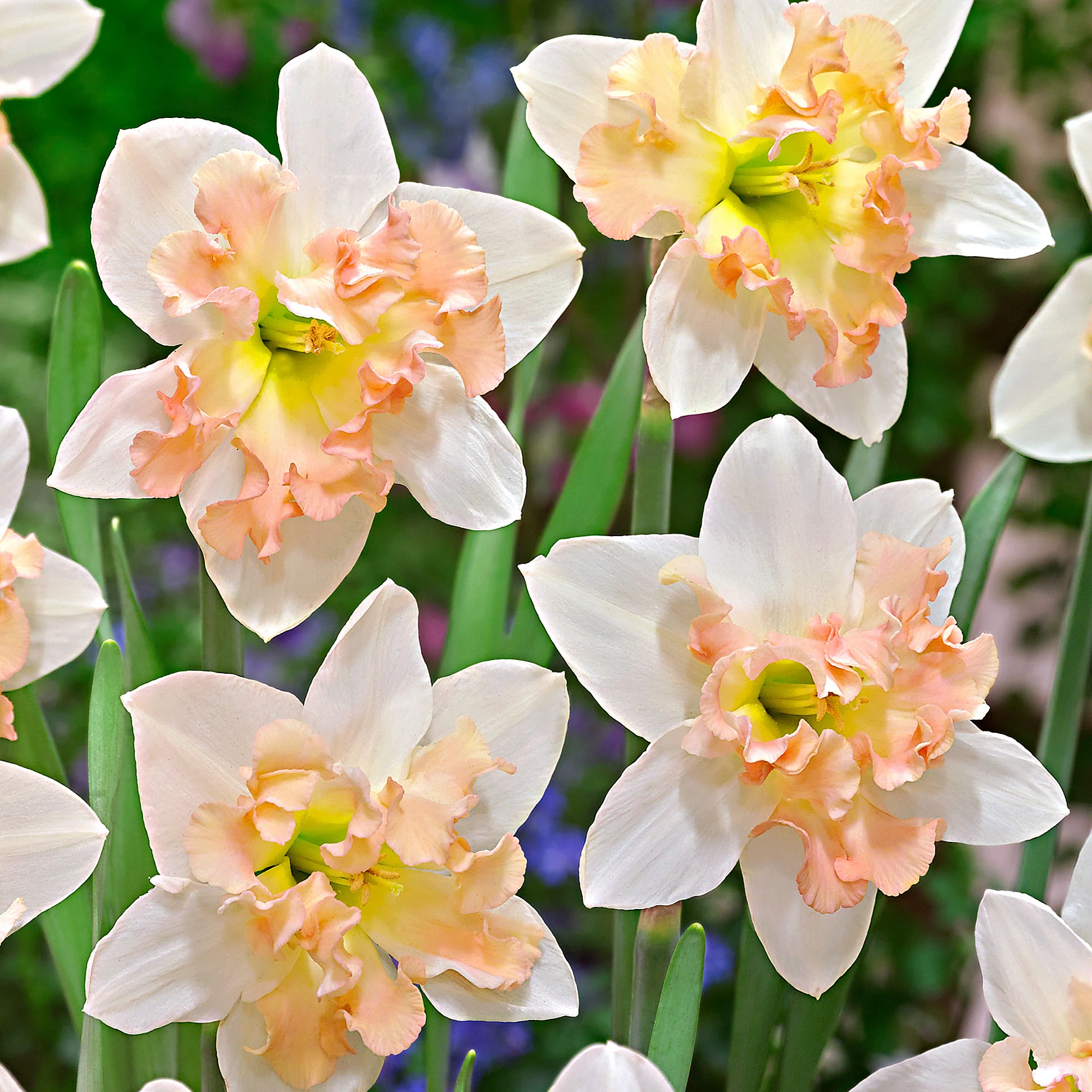 Perennial Daffodil Bulbs