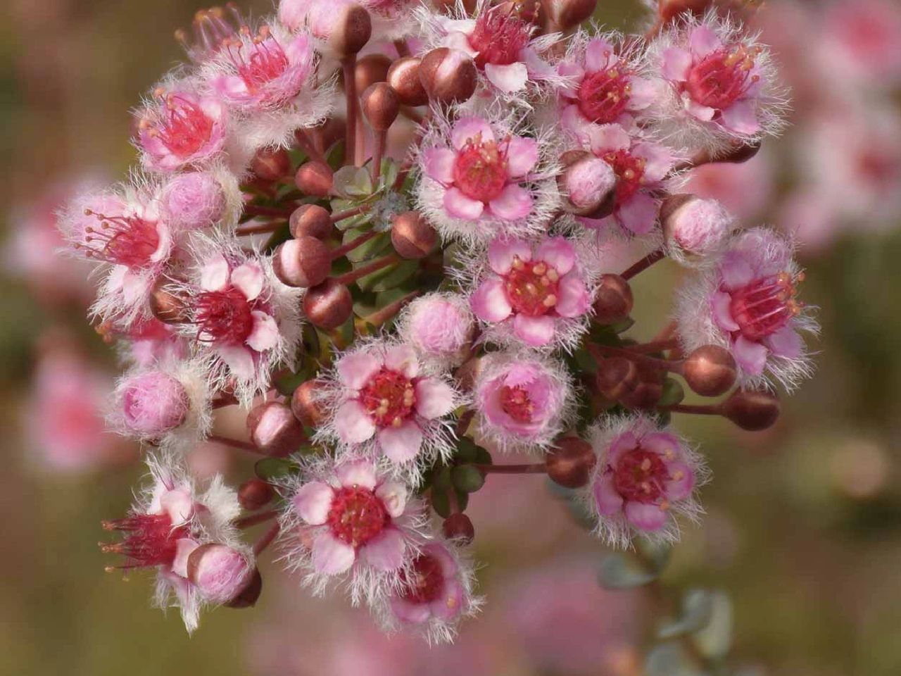Verticordia Picta flowers-Feather Flower