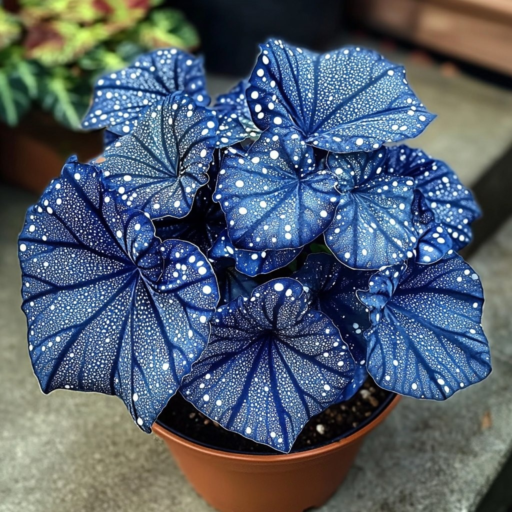 Rare Rex Begonia Seeds