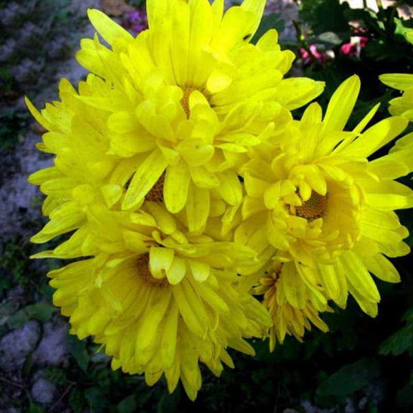 Yellow Aster Flower Seeds-chloriseeds