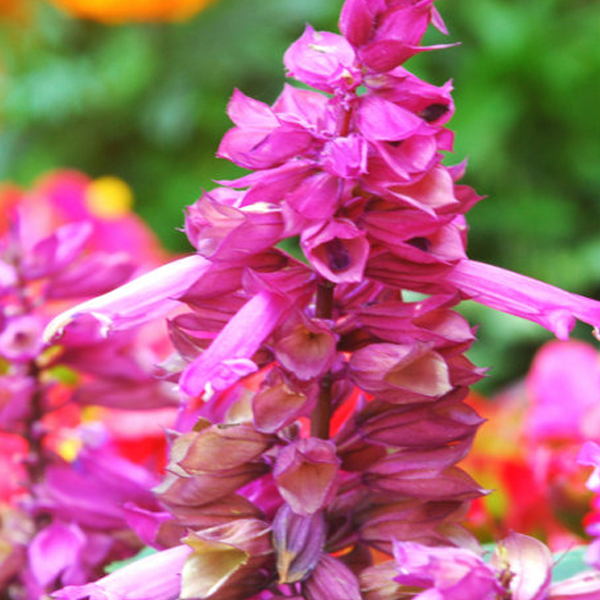 Pink Salvia Splendens Ornamental Flower Seeds-chloriseeds