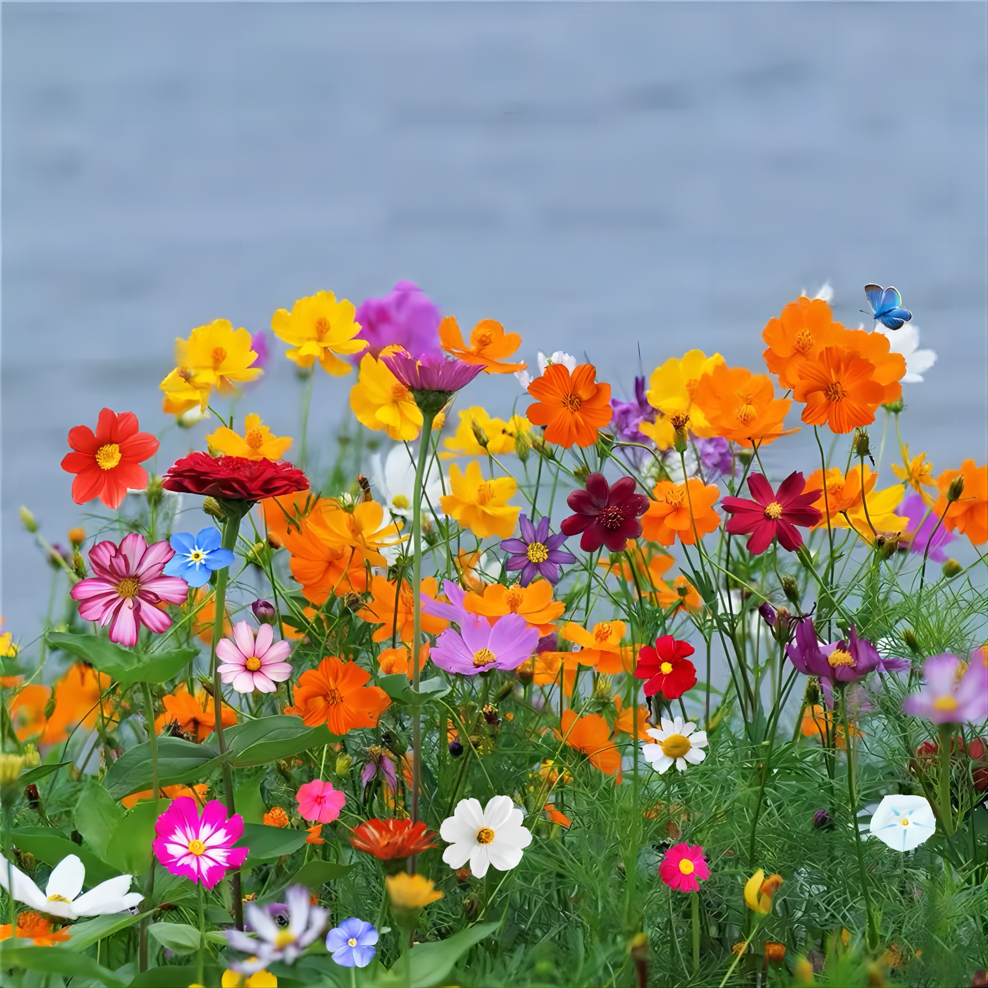 Mixed Perennial Flowers Seeds-Over 50 kinds mixed