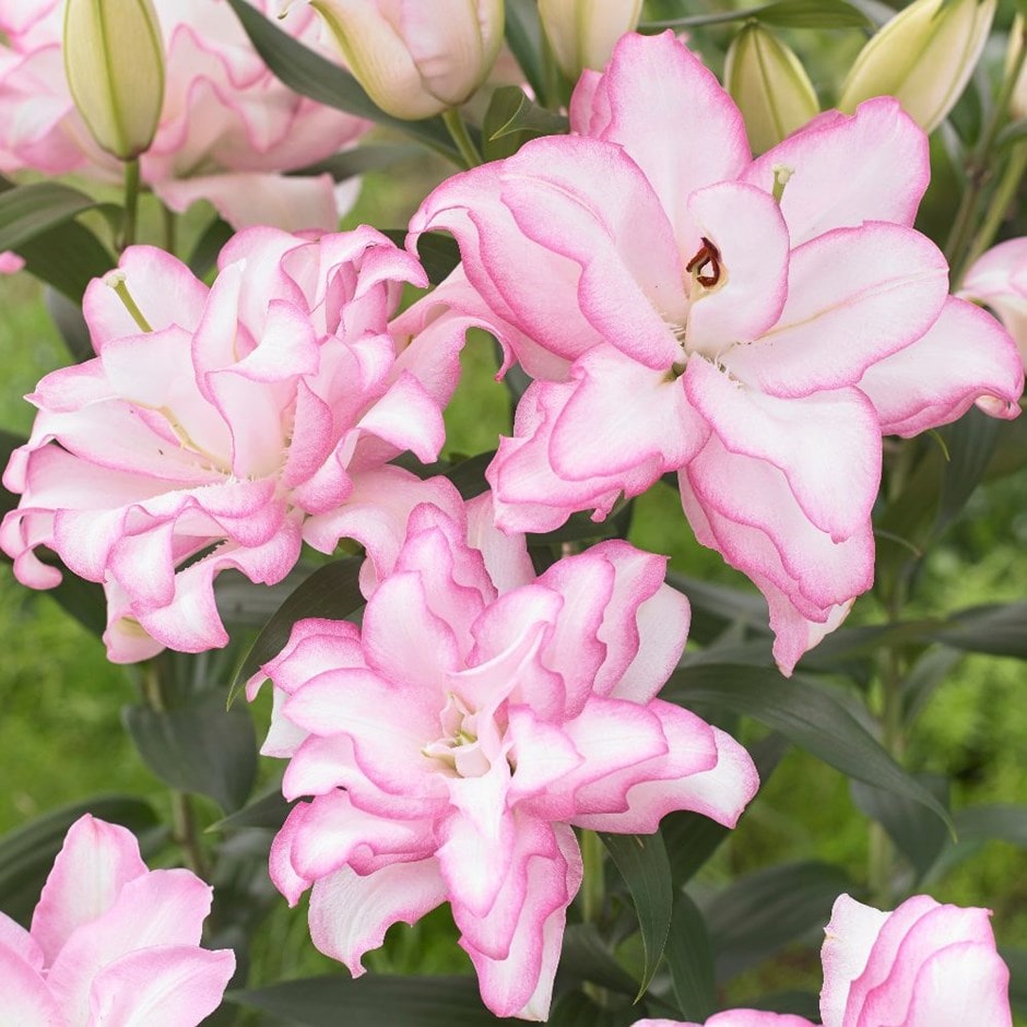 Lilium Roselily Lily Bulbs