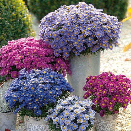 Aster Flower, China Aster Flower