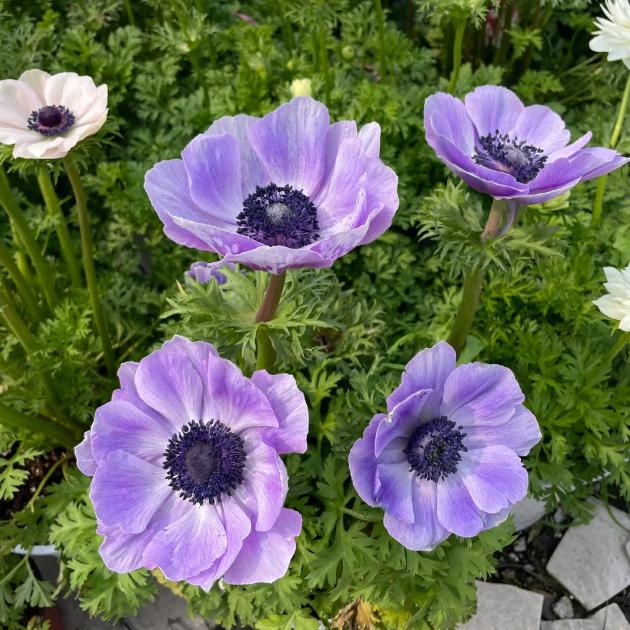 🌸 Double Anemone Seeds — Add Resilient Elegance to Your Garden!