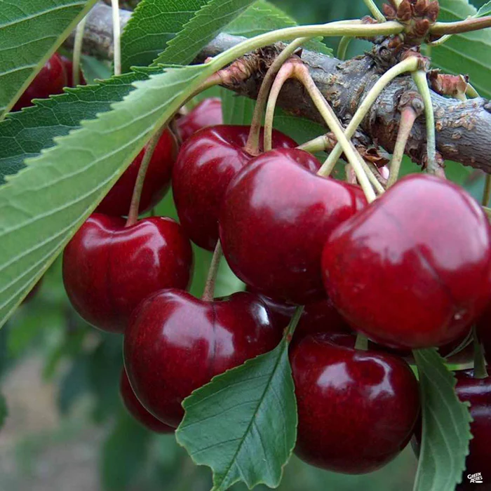 Fully Imported Chilean Chelsea Seeds Sweet Cherry Seeds