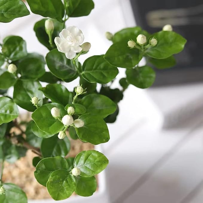 🎉Up to 70% off-🌼🌿Jasmine Seeds