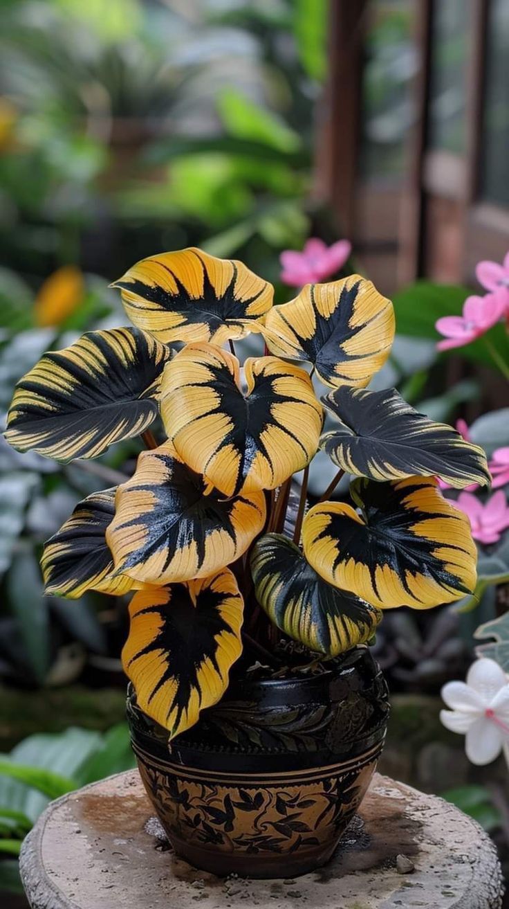 🎨🪴 Colorful Leaves– Grow Your Own Caladium#11