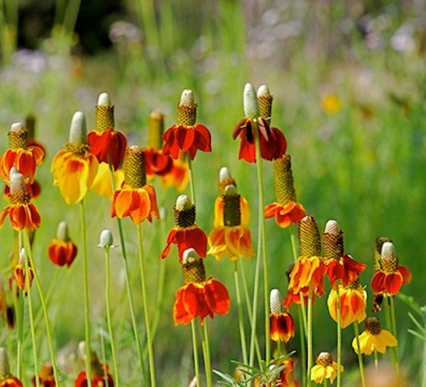 Ratibida columnifera | Mexican Hats | Grey Headed Coneflower