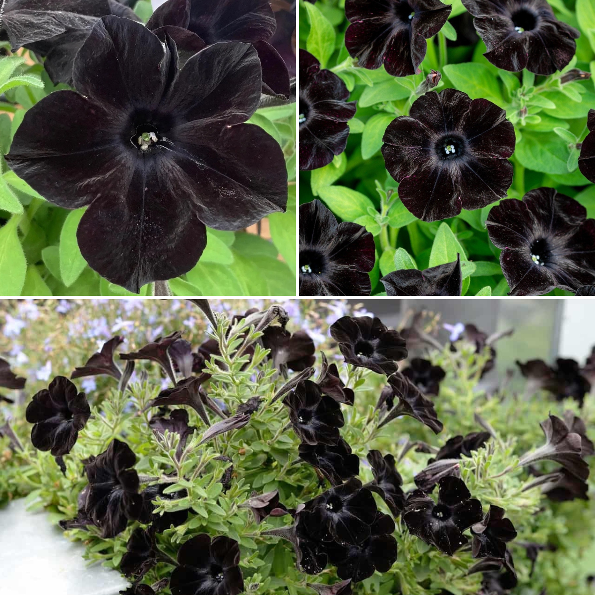 Black Petunia Seeds