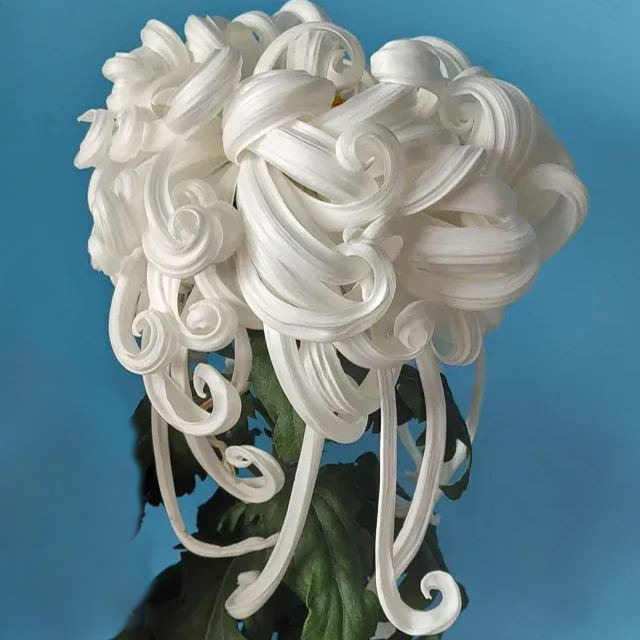 Rare  Large Chrysanthemums Seeds