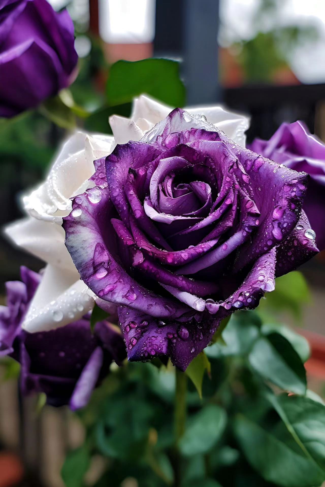 Rare Purple and White Twin Roses-chloriseeds