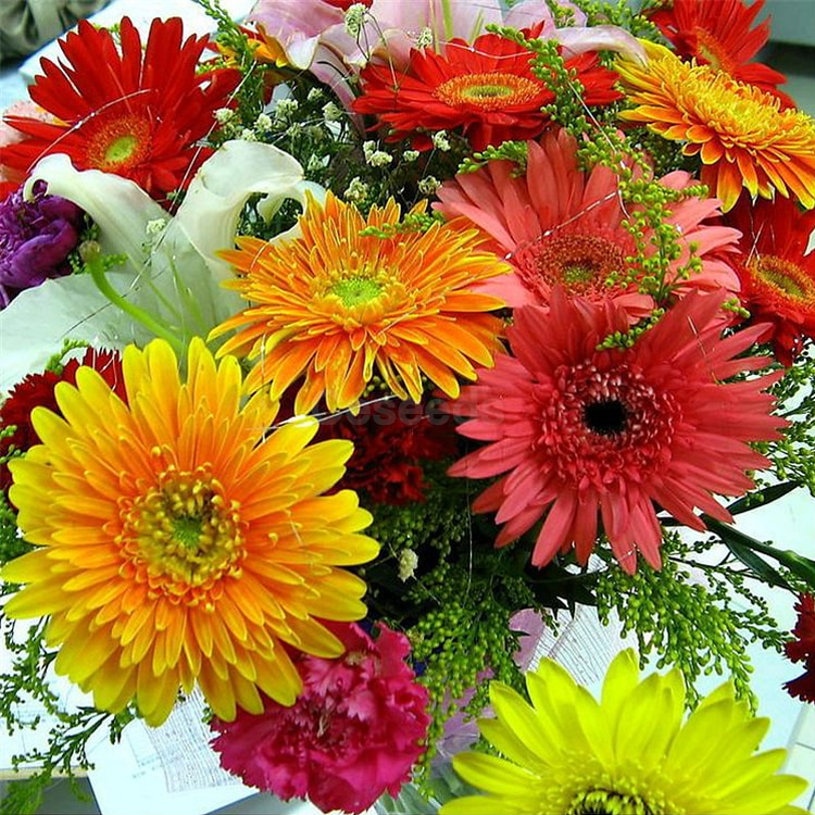 Pyrethrum-Double Gerbera Flower Seeds. Get 50% off