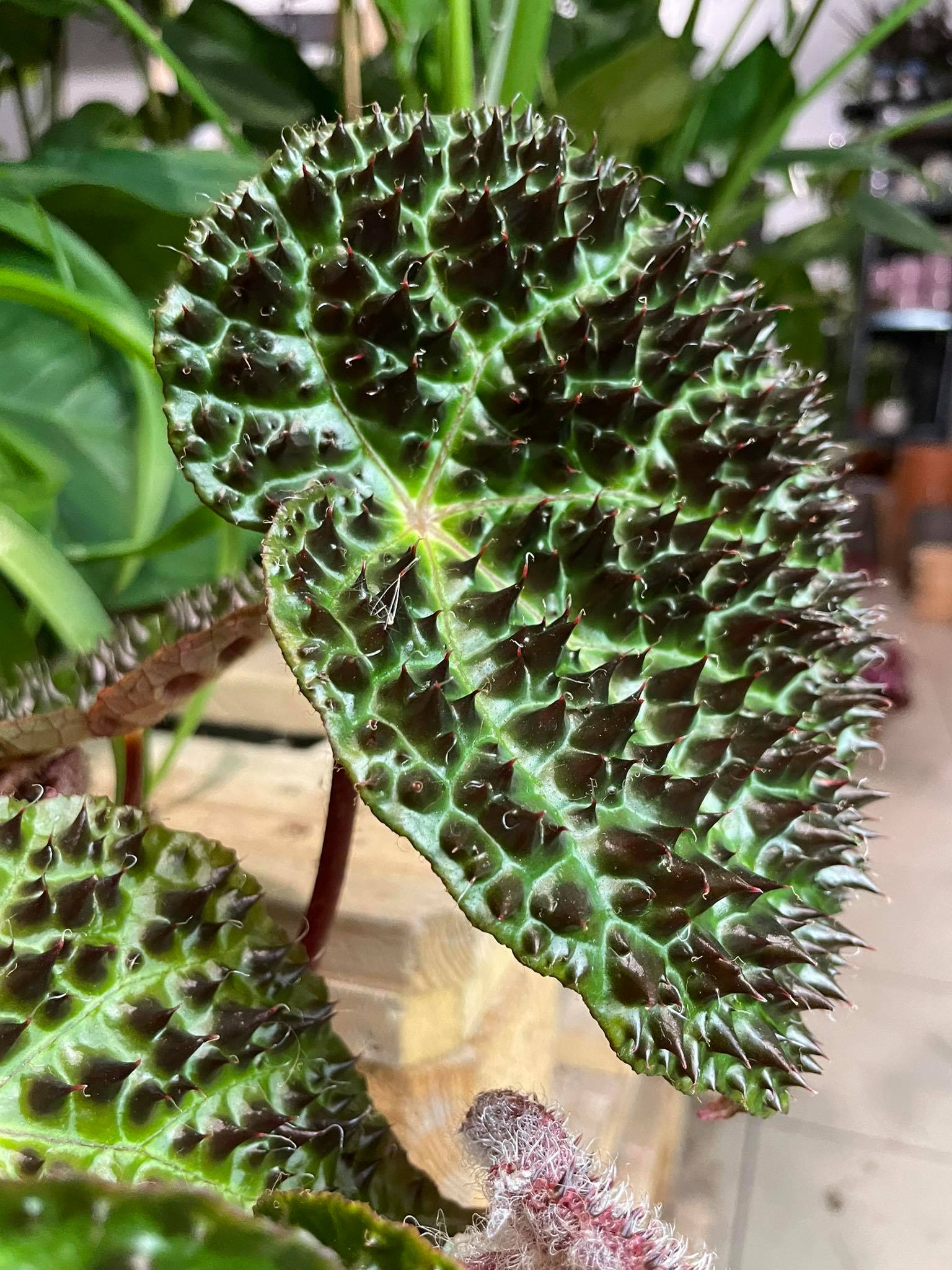 Begonia ferox (Begonia species)