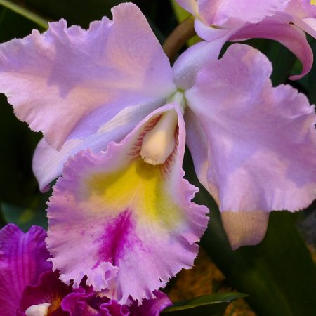 Orchids Cattleya Flower Seeds Rare 9 Kinds Home Plant Perennial Bonsai-chloriseeds